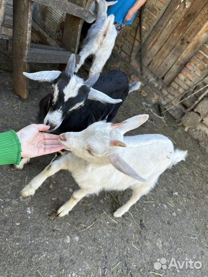 Козлята