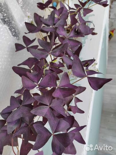 Кислица (оксалис) фиолетовая