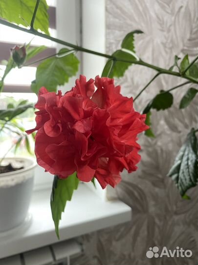 Продам отростки