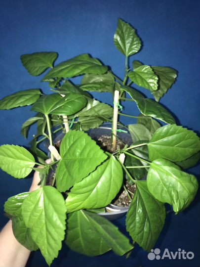 Гибискус Махровый красный