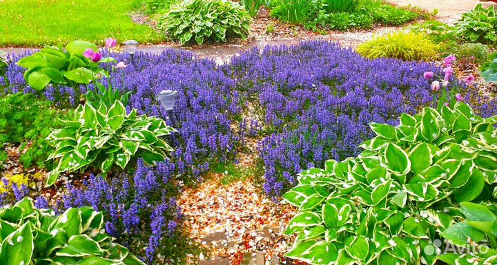 Почвопокровные растения для альпийской горки