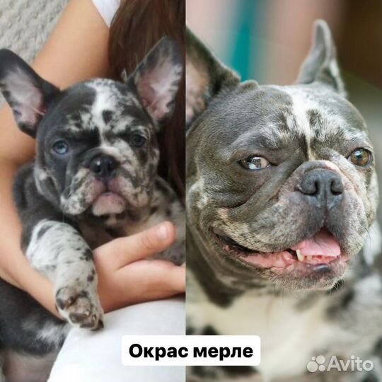 Французский бульдог инфо профиль про булек