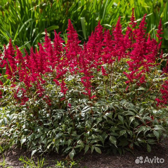 Многолетники садовые