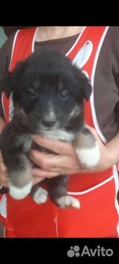 Собака в добрые руки отдам бесплатно