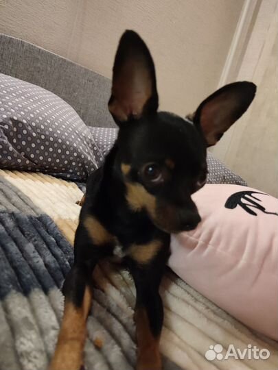 Вязка той-терьер