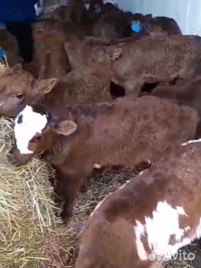 Телята бычки лимузин