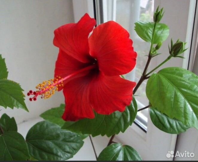 Комнатные растения цветы Гибискус