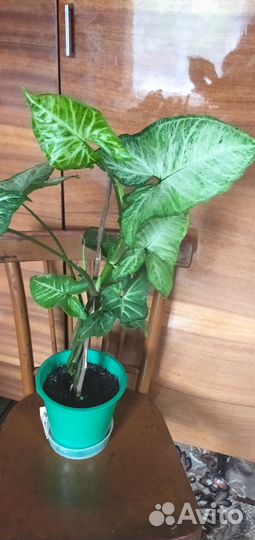 Комнатные цветы Сингониум