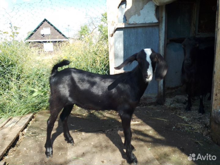 Козы дойные молочные