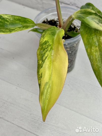 Филодендрон карамель марбл вар
