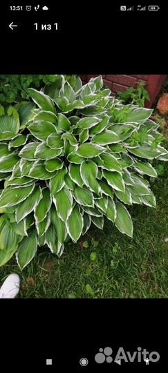 Цветы хоста