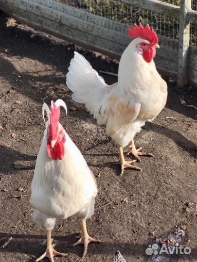 Молодые петухи