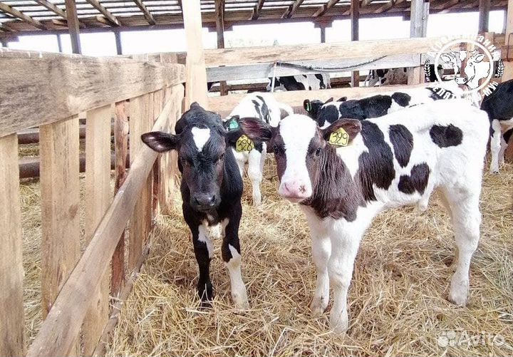 Телята бычки