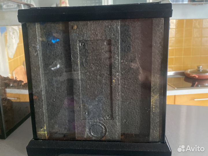 Террариум с палочниками