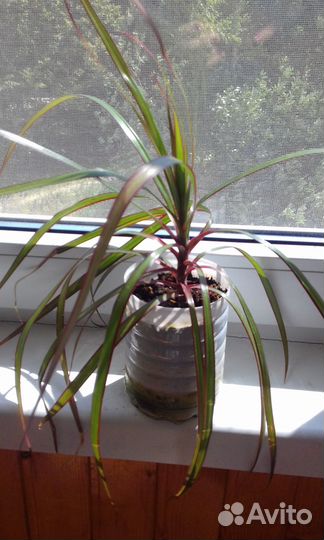 Пальма драцена