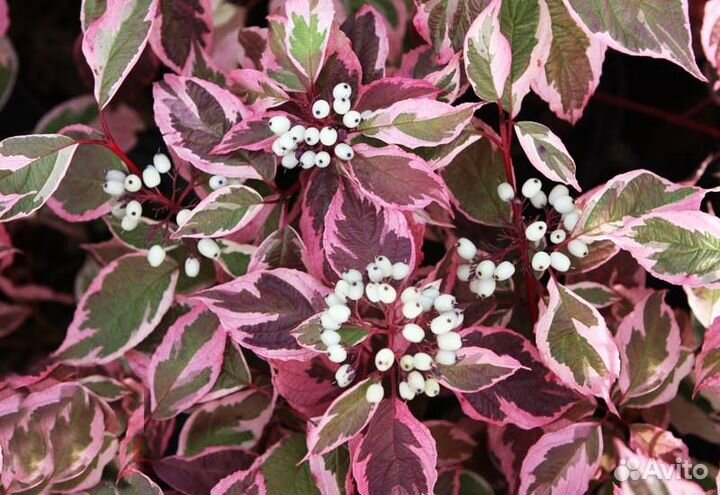 Кустарники садовые