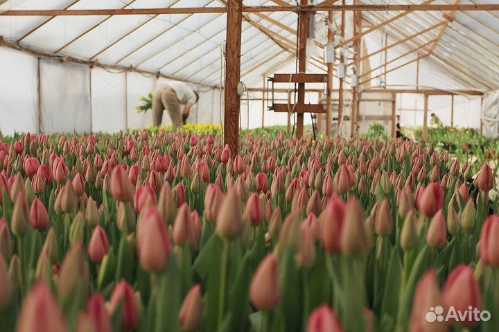 Тюльпаны оптом