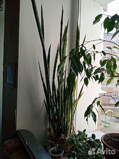 Сансевьерия