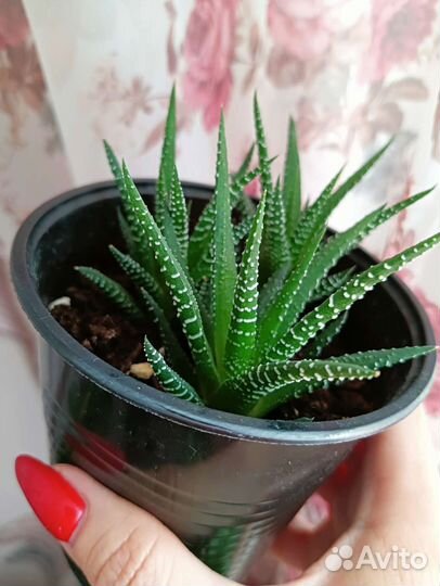 Комнатные растения цветы