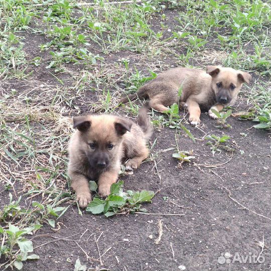 Щенки немецкой овчарки в добрые руки бесплатно