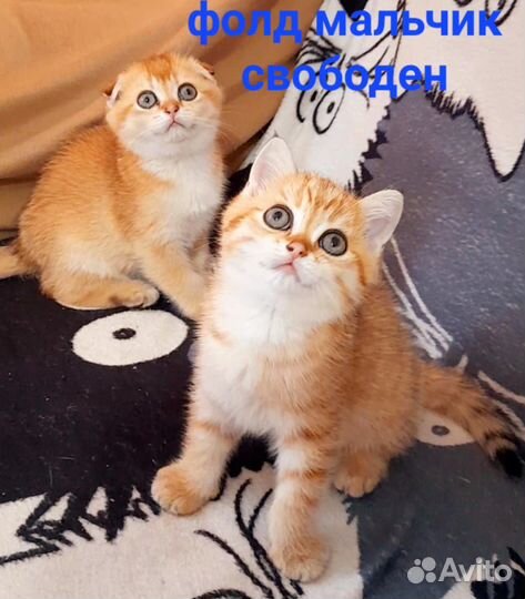 Котик шотландец
