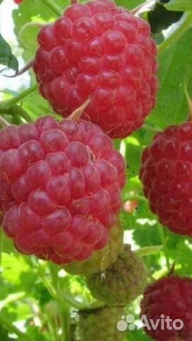 Саженцы малинового дерева купить в Санкт-Петербурге | Товары для дома и ...