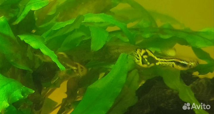 Аквариумные рыбки гуппи