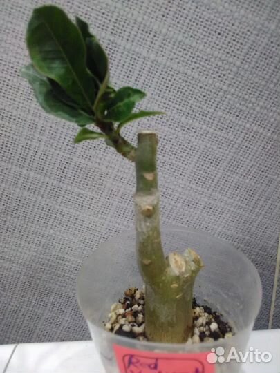 Сортовые адениумы