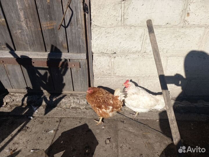 Куры петухи