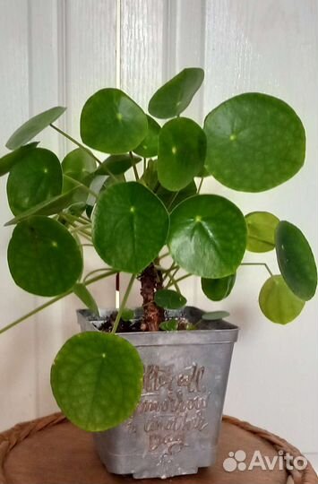 Пилея пеперомиевидная