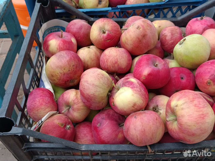 Яблоки падалица