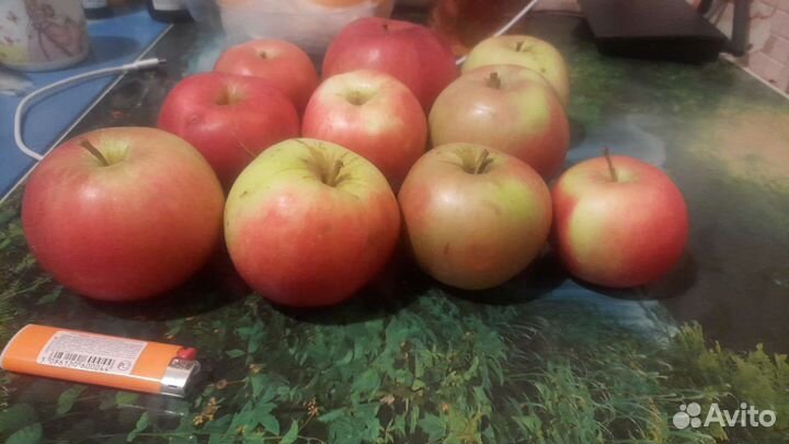 Продам яблоки