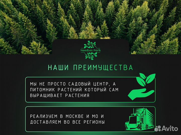 Туя западная смарагд,колумна