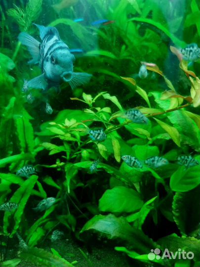 Скалярия,неон,фуркато,тернеции,гурами,молли,кревет