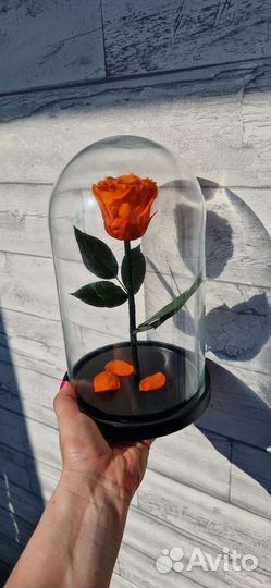 Роза в колбе