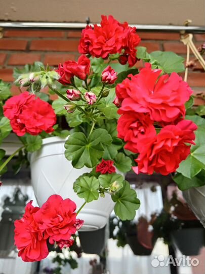 Комнатные растения