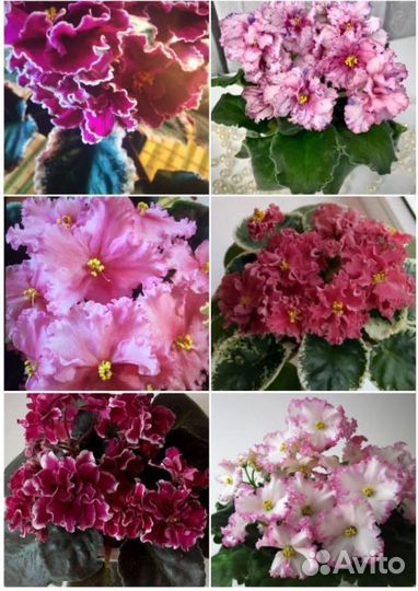 Набор деток сортовых фиалок