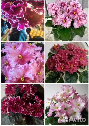 Набор деток сортовых фиалок