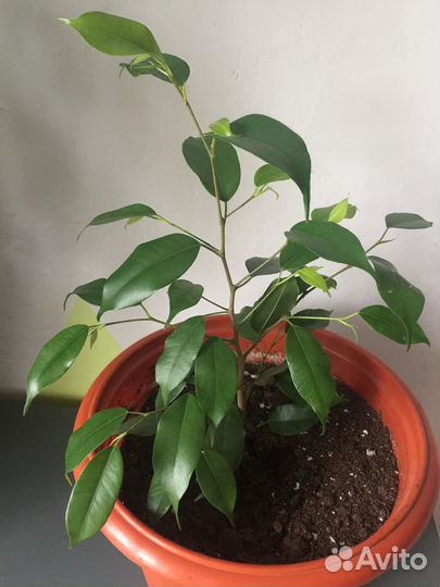 Фикус бенджамина