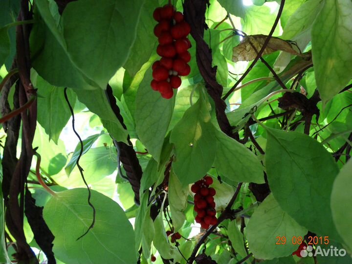 Саженцы лимонника китайского