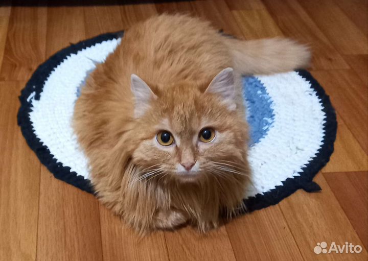 Котик подросток до года