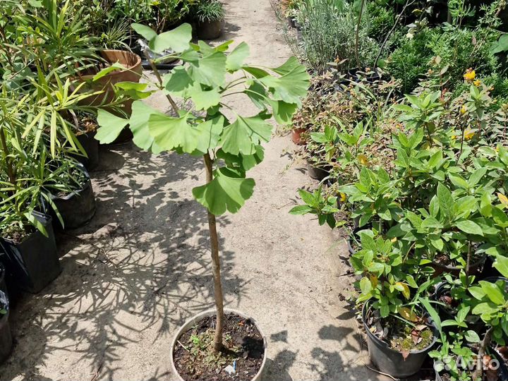 Гинкго билоба