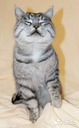 Кот бесплатно