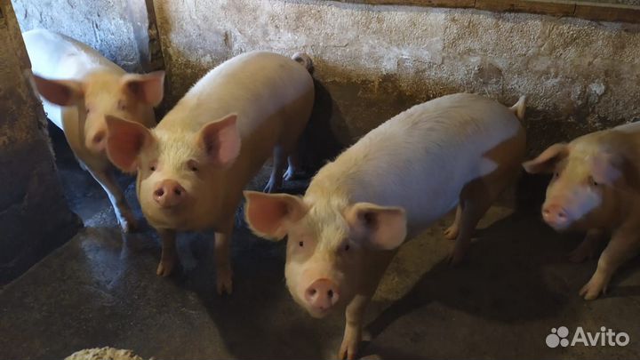 Мясо свинины