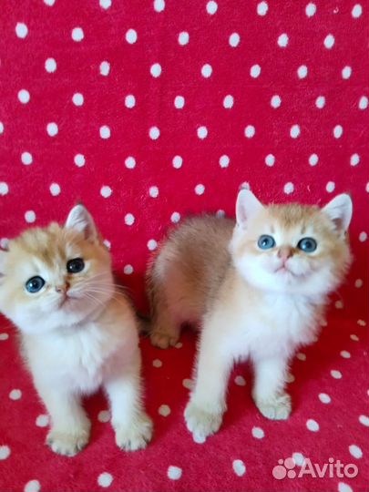 Британская золотая шиншилла