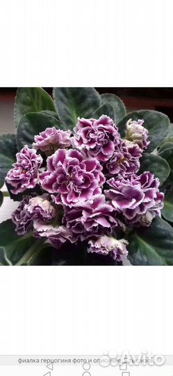 Детки фиалок