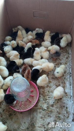 Цыплята от домашних кур-несушек