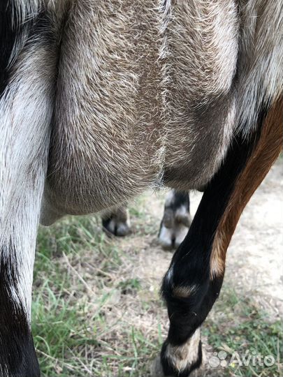 Козы дойные, козел на племя