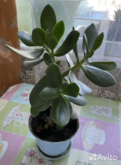 Комнатные цветы