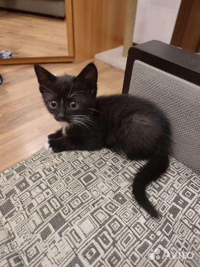 Котята готовы к переезду